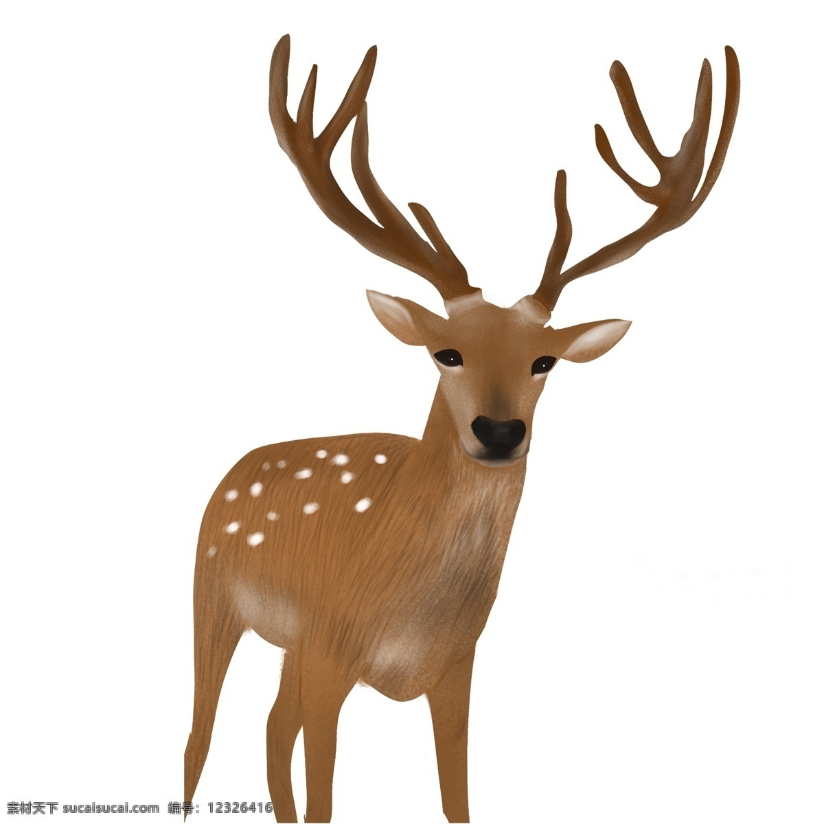 卡通 手绘 麋鹿 插画 动物 小鹿