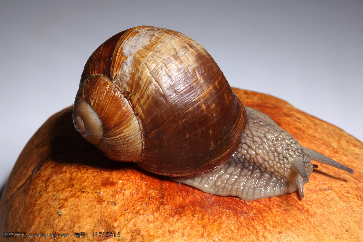 一只蜗牛 蜗牛 动物 爬行 无脊椎动物 花纹 触角 贝壳 昆虫世界 生物世界 橙色