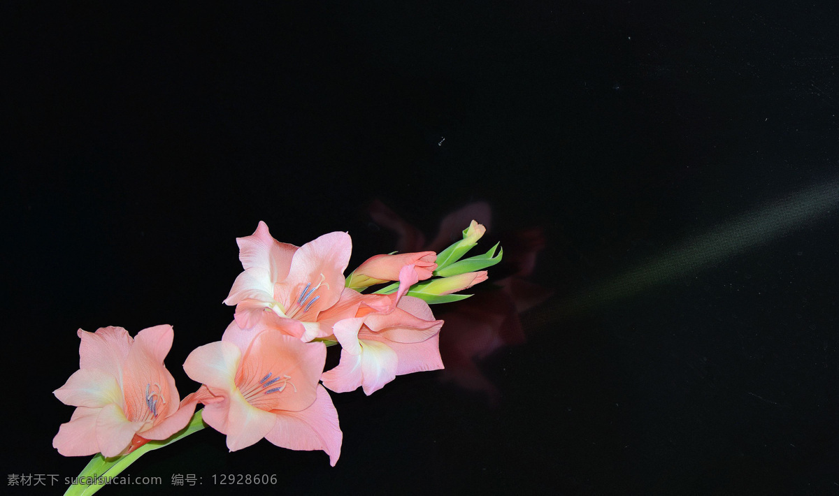 粉色 唐菖蒲 花卉