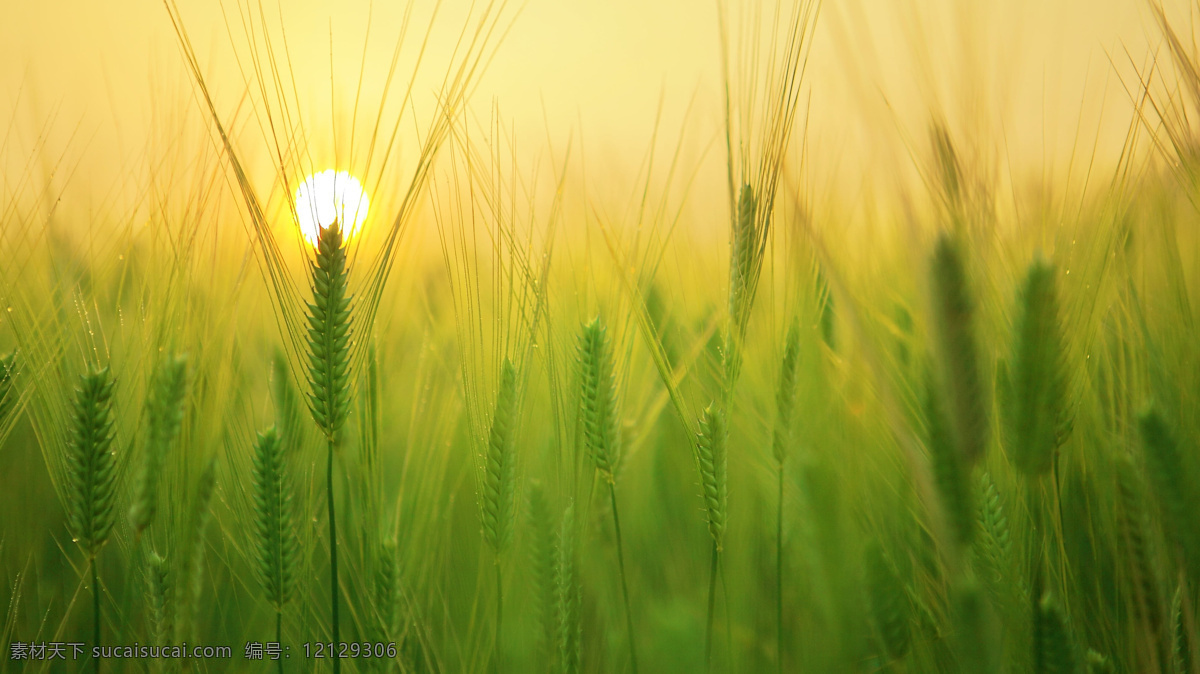 自然摄影 自然 高清 大图 背景 绿色 稻谷 麦子 小麦 朝阳 夕阳 唯美 希望 挺拔 生长 自然景观 自然风景
