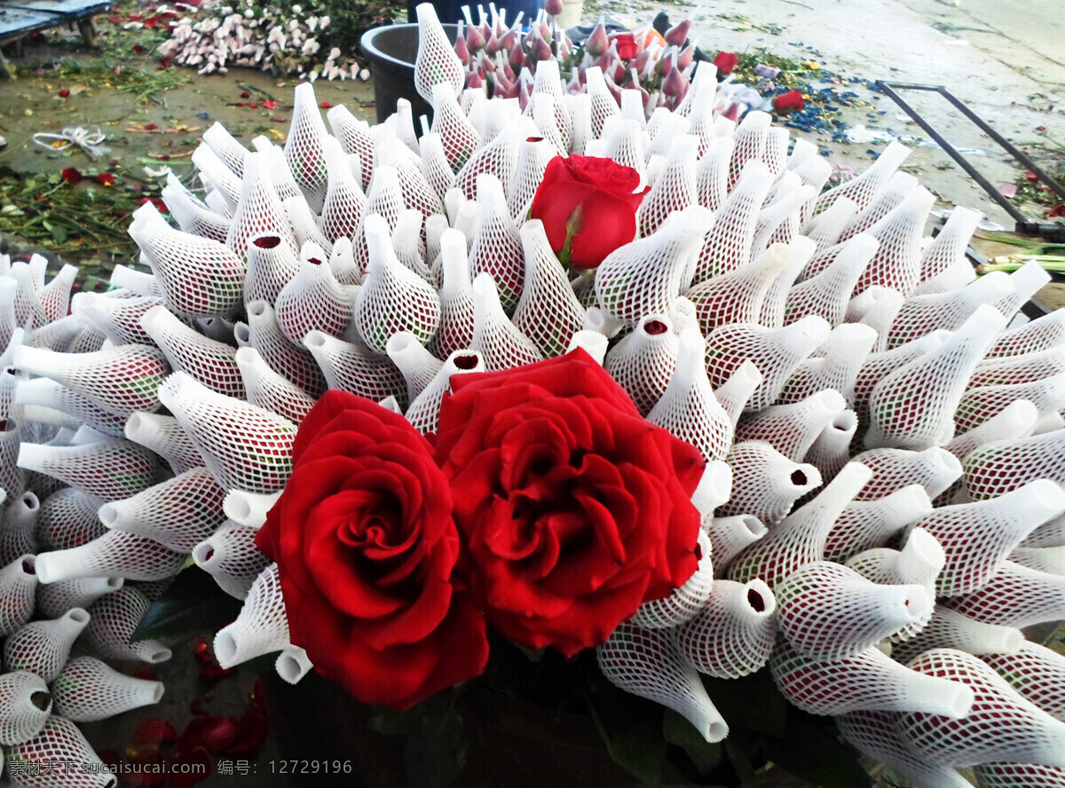 鲜 玫瑰花 高清 春天 红玫瑰 花 花草 花朵