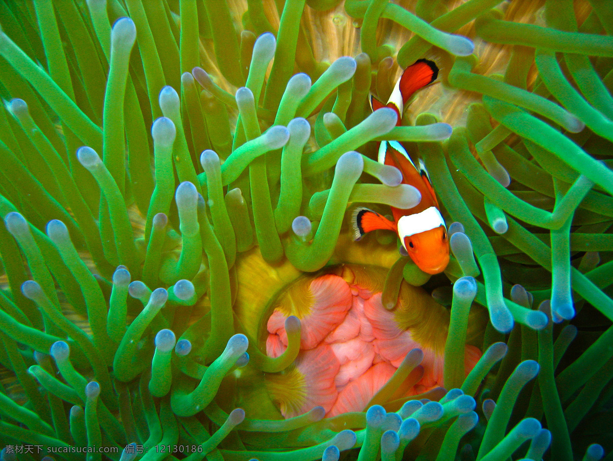 海底 世界 美丽 可爱 小丑 鱼 海底世界 小丑鱼 珊瑚 热带 潜水 发现 卡通 大自然保护 鱼类 东南亚 澳大利亚 生物世界