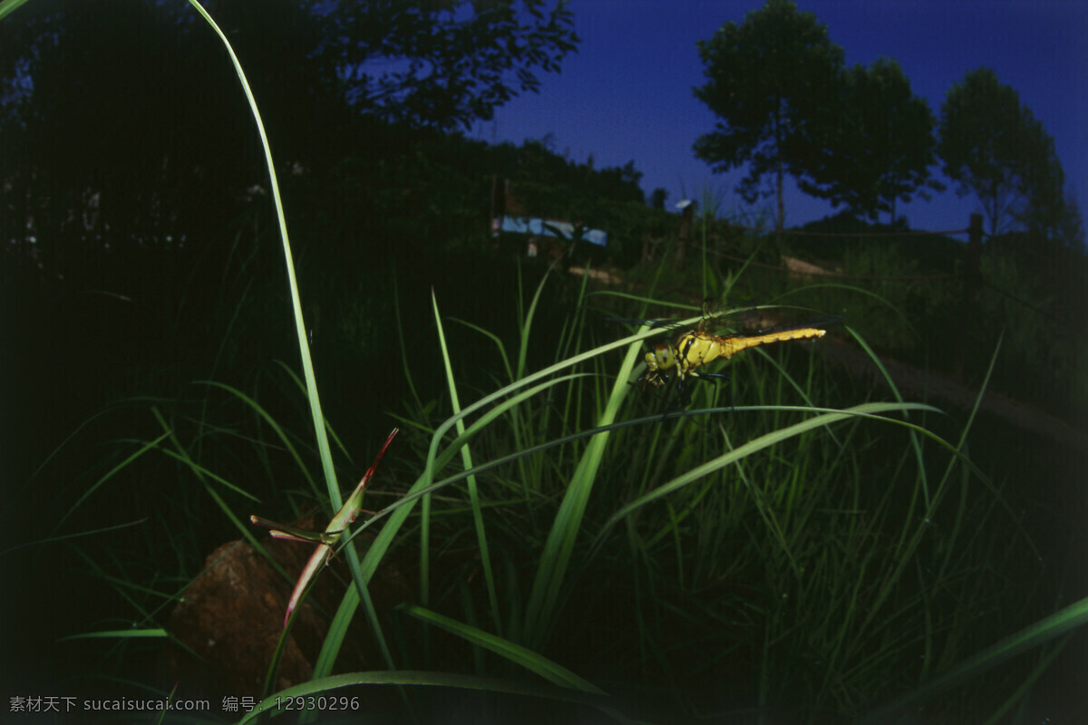 绿叶上的蜻蜓 蜻蜓 红蜻蜓 昆虫 特写 微距摄影 花草树木 生态环境 生物世界 野外 自然界 自然生物 自然生态 高清图片 自然 植物 户外 清新 自然风景 自然景观 黑色