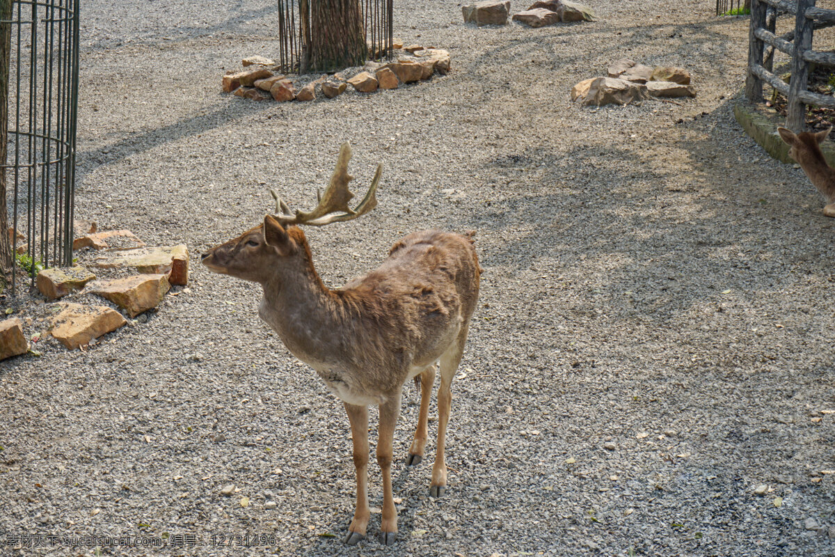 动物园 麋鹿 动物 哺乳动物 大麋鹿 鹿 千库原创