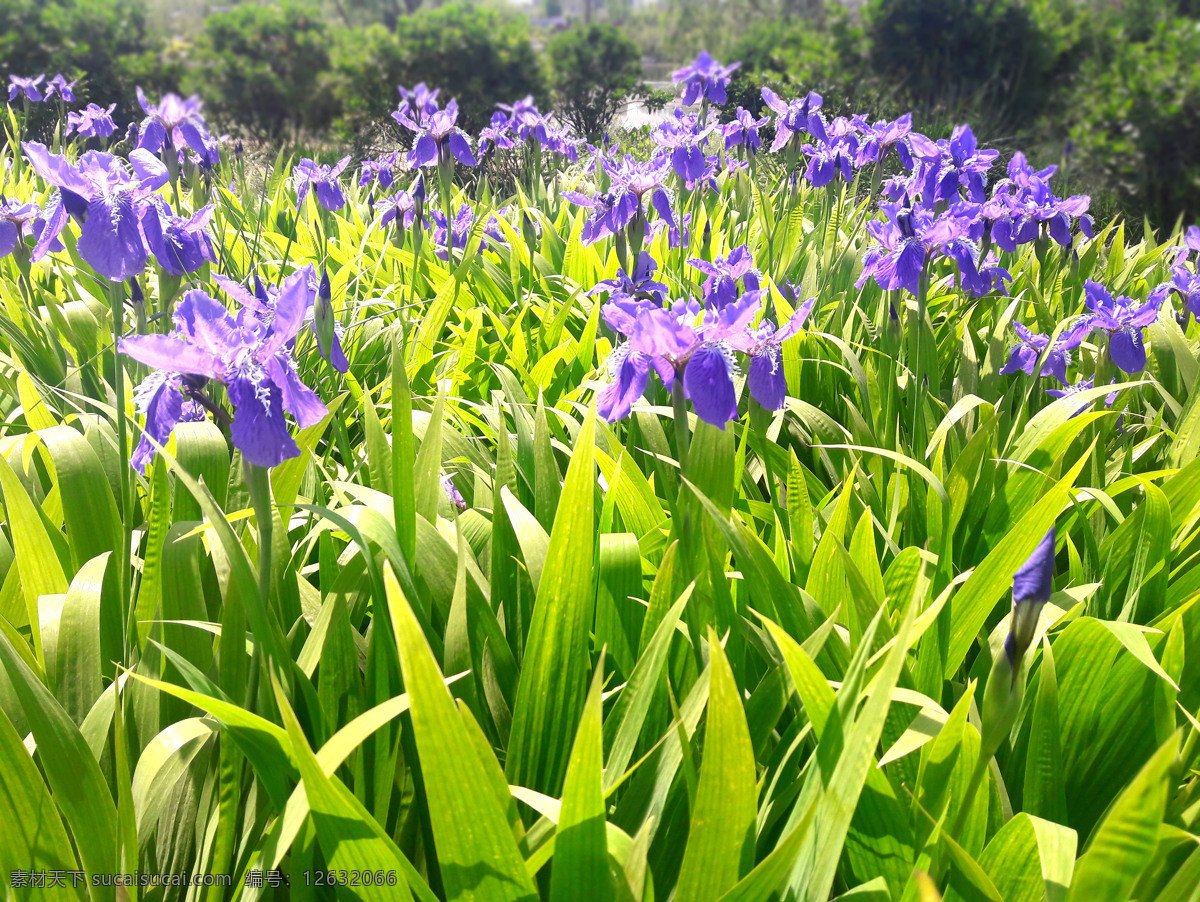 兰花 马兰花 紫色 花朵 花 花蕊 绿叶 绿色 绿植 植物 摄影素材 and 生物世界 花草