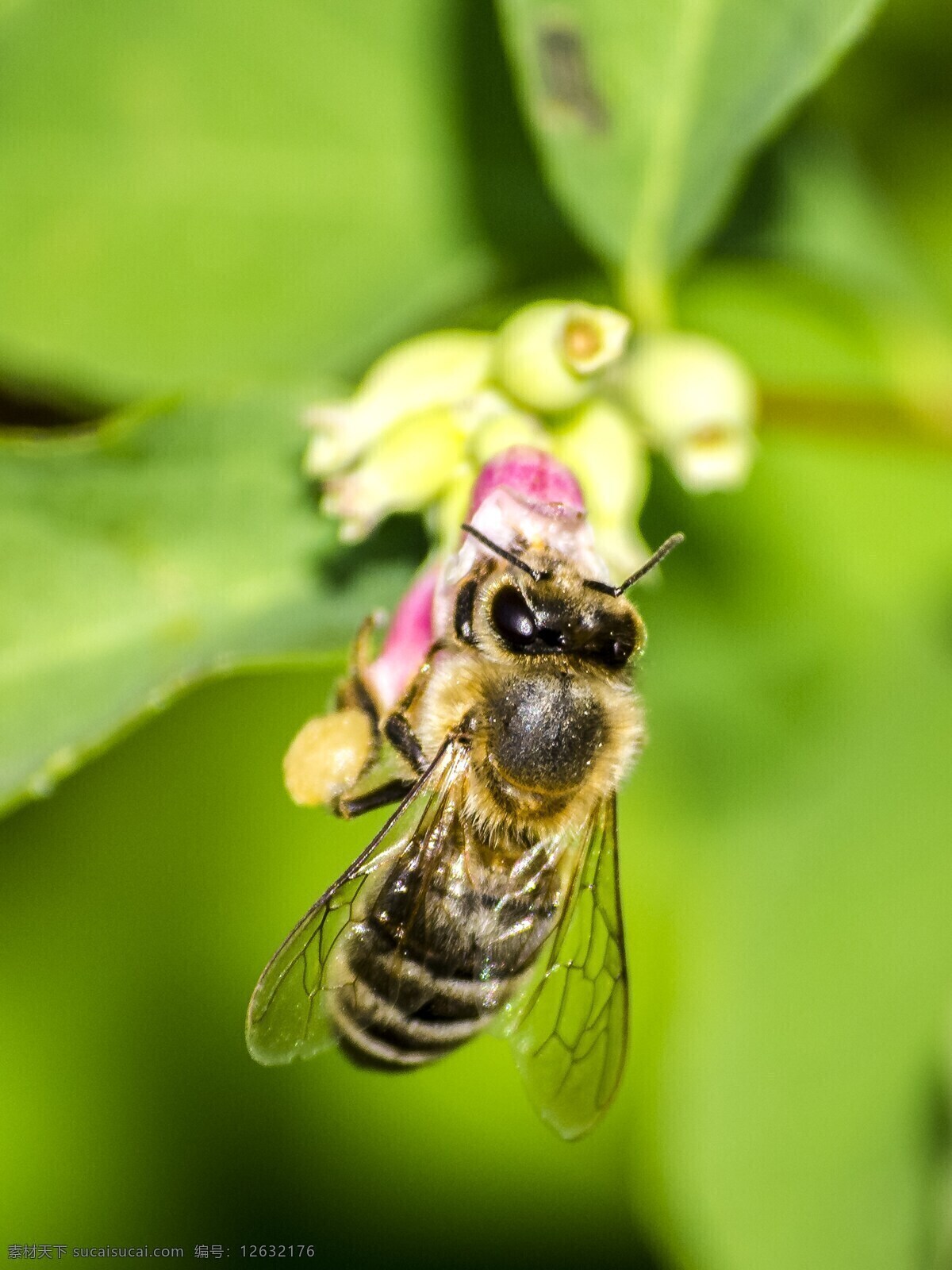 蜜蜂 昆虫 动物 蜜蜂采蜜 花 生物世界