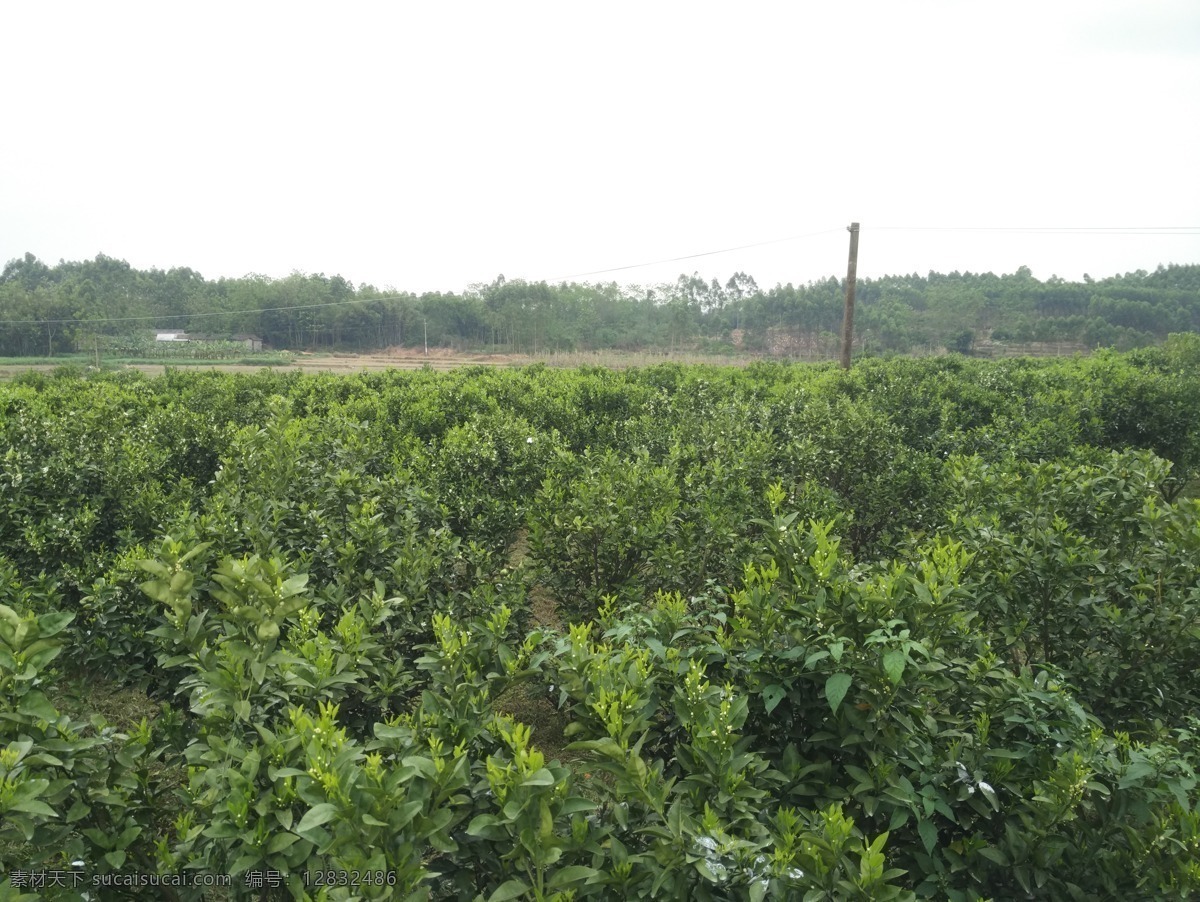 柚子树 橘子 橘子园 橘子树 风景 自留地 树木树叶