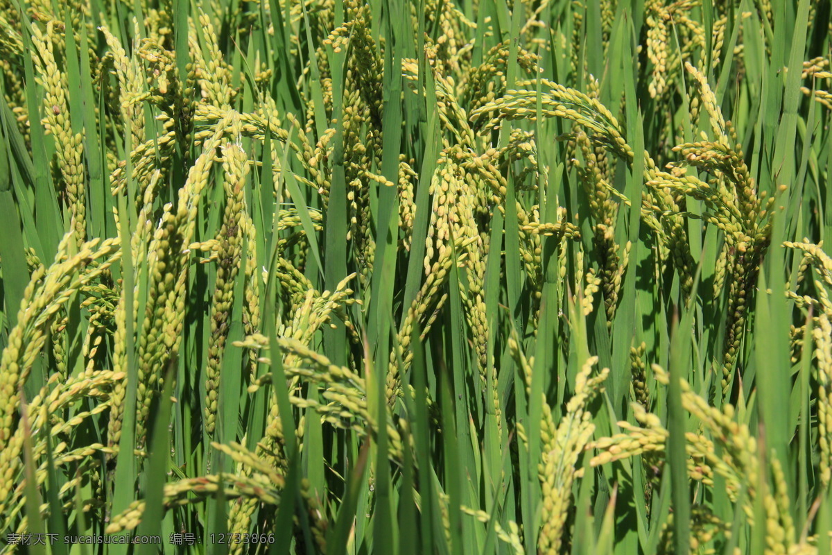 稻米 水稻 米 小米 大米 背景 成熟 收货 金色 旭日拍摄 美丽 清晰 宁夏 南方 自然景观 自然风景