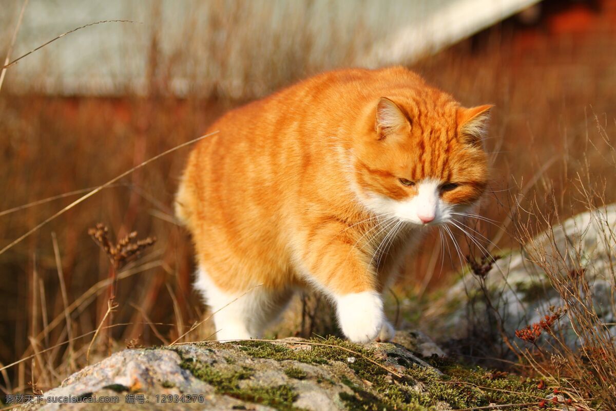 肥猫 猫 猫咪 喵星人 宠物 萌萌哒 萌宠 生物世界 家禽家畜