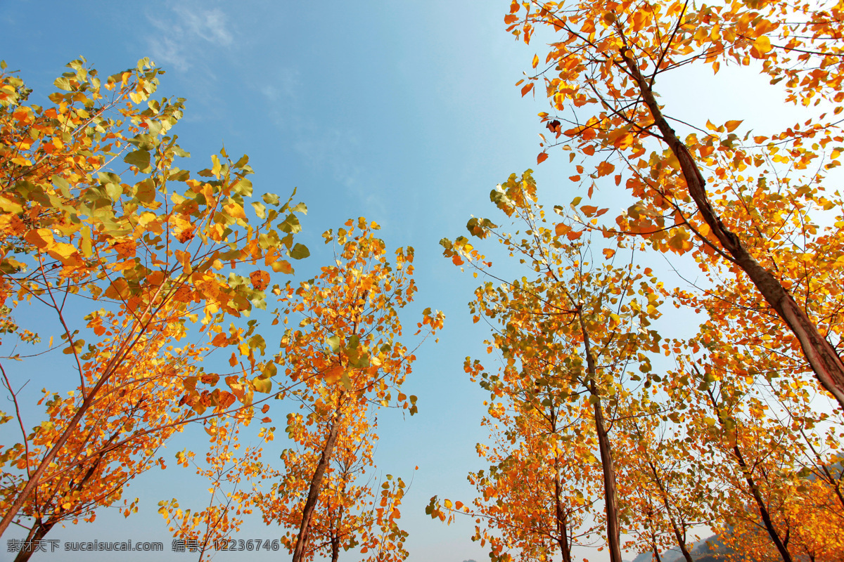 秋天的黄树叶 秋月黄树叶 蓝天 下 黄 树叶 白桦树 黄枫叶 秋天的杨树林 树木树叶 生物世界