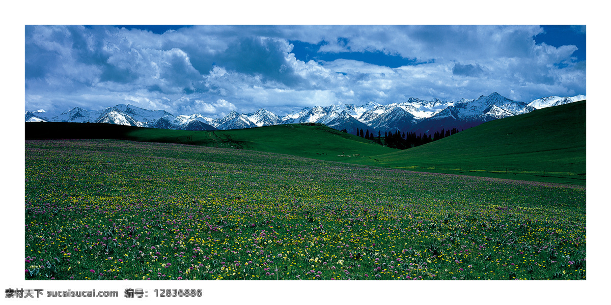 喀拉峻草原 精美风光 野花 雪原 雪山 天山 牧场 新疆风光 自然风景 自然景观