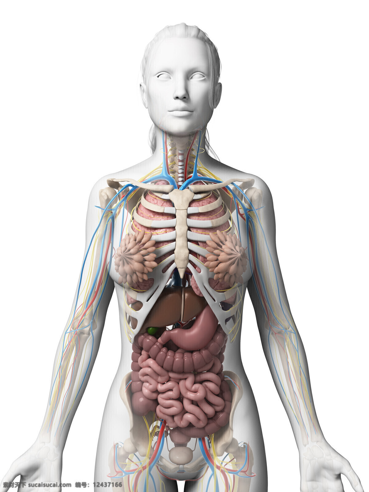 女性 内脏 器官 女性器官 内脏器官 器官模型 乳腺 肠胃器官 肝脏器官 人体器官 医学图片 医疗护理 现代科技
