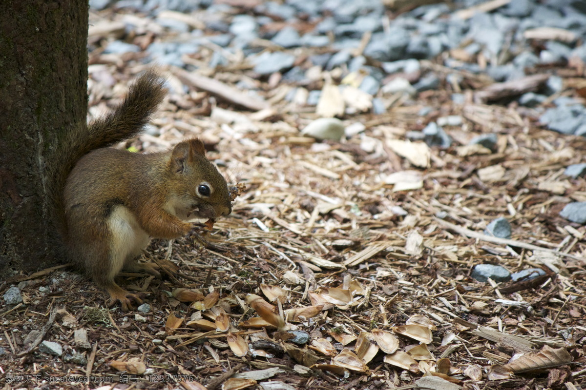 可爱的松鼠 松鼠 落叶 枯叶 动物 吃东西 吃东西的松鼠 灰色