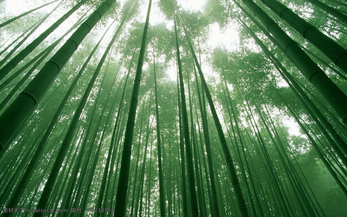 竹林 仰视 绿色 自然景观 自然风景 摄影图库