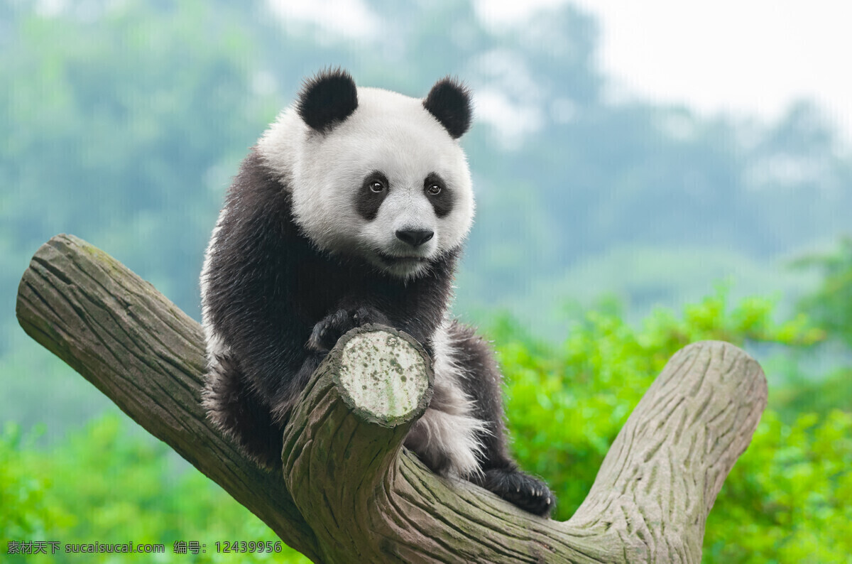 中国国宝 国宝大熊猫 可爱 动物园 竹子 熊猫眼 国宝 野生动物园 保护动物 自然 绿色 可爱大熊猫 黑白 熊猫 野生动物 大熊猫摄影 生物世界