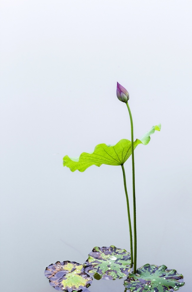 荷花苞图片 荷花 荷叶 荷花池 莲花 水芙蓉 藕花 芙蕖 泽芝 红莲花 公园荷塘 红荷花 荷塘 生物世界 花草