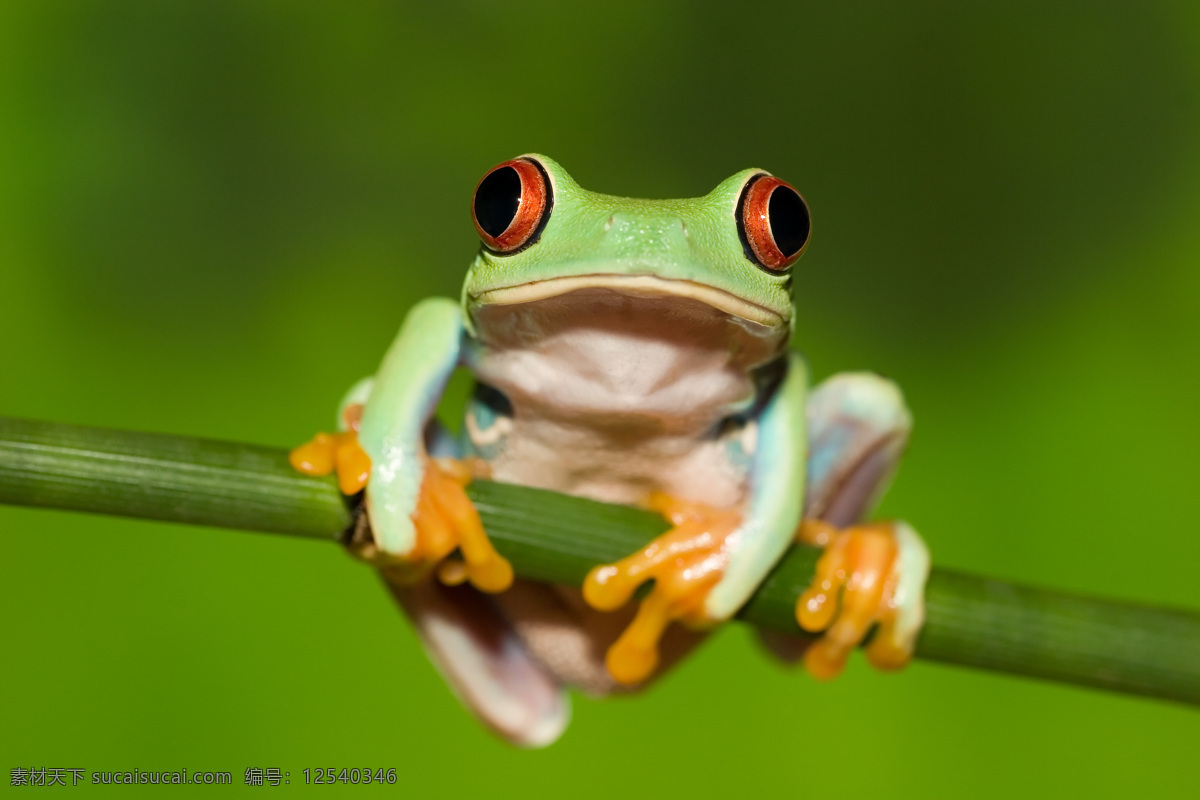 热带雨林青蛙 青蛙 雨蛙 热带雨林 动物 两栖动物 动物矢量 生物世界 其他生物