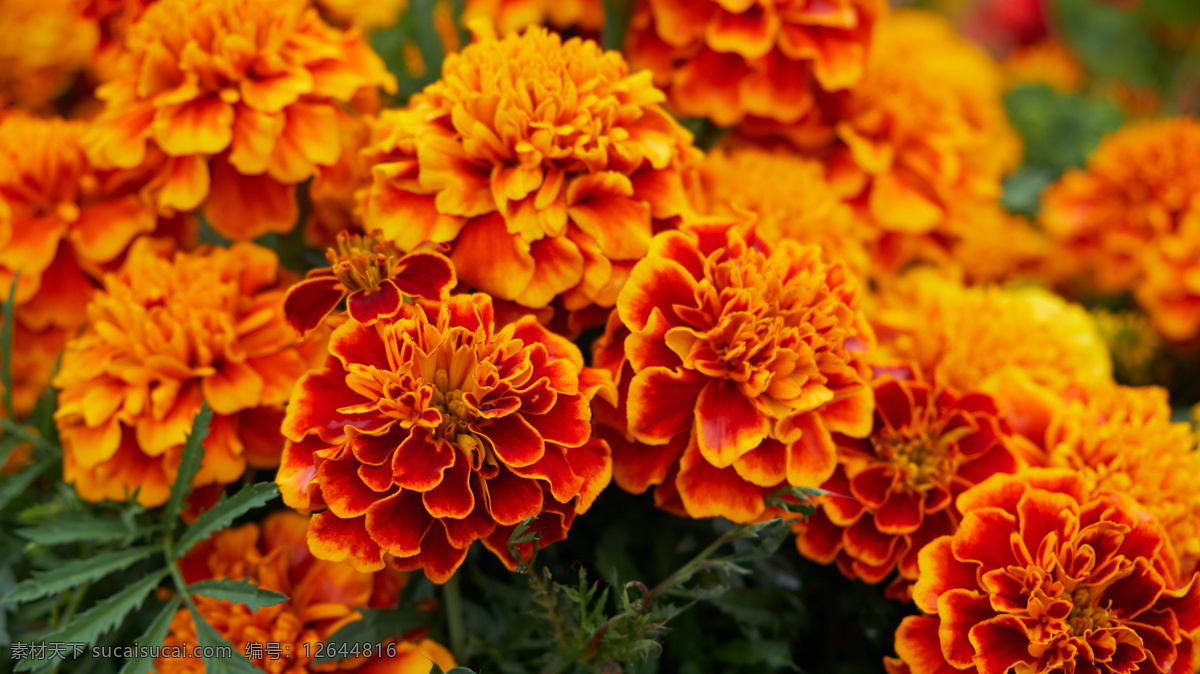 万寿菊 菊花 秋菊 花朵 花卉 花语 花艺 生物世界 花草