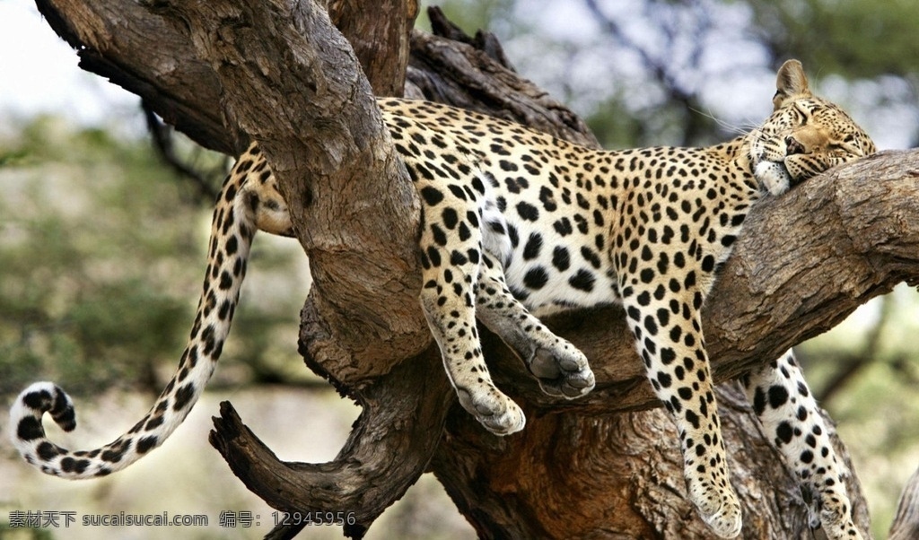 豹子 猎豹 豹纹 猛兽 猫科动物 猎豹摄影 豹子摄影 飞禽走兽 生物世界 野生动物