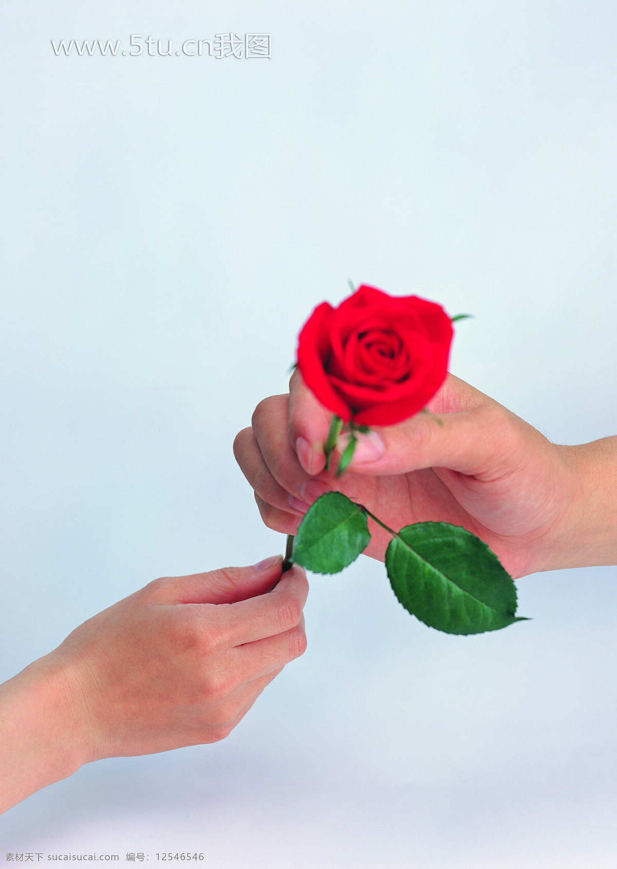 个人 手 传递 枝 红玫瑰 超大 高清 摄影图 生活素材 生活百科 图片库