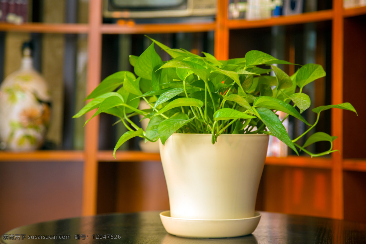 盆景 植物 背景 书架 树叶 生物世界 花草