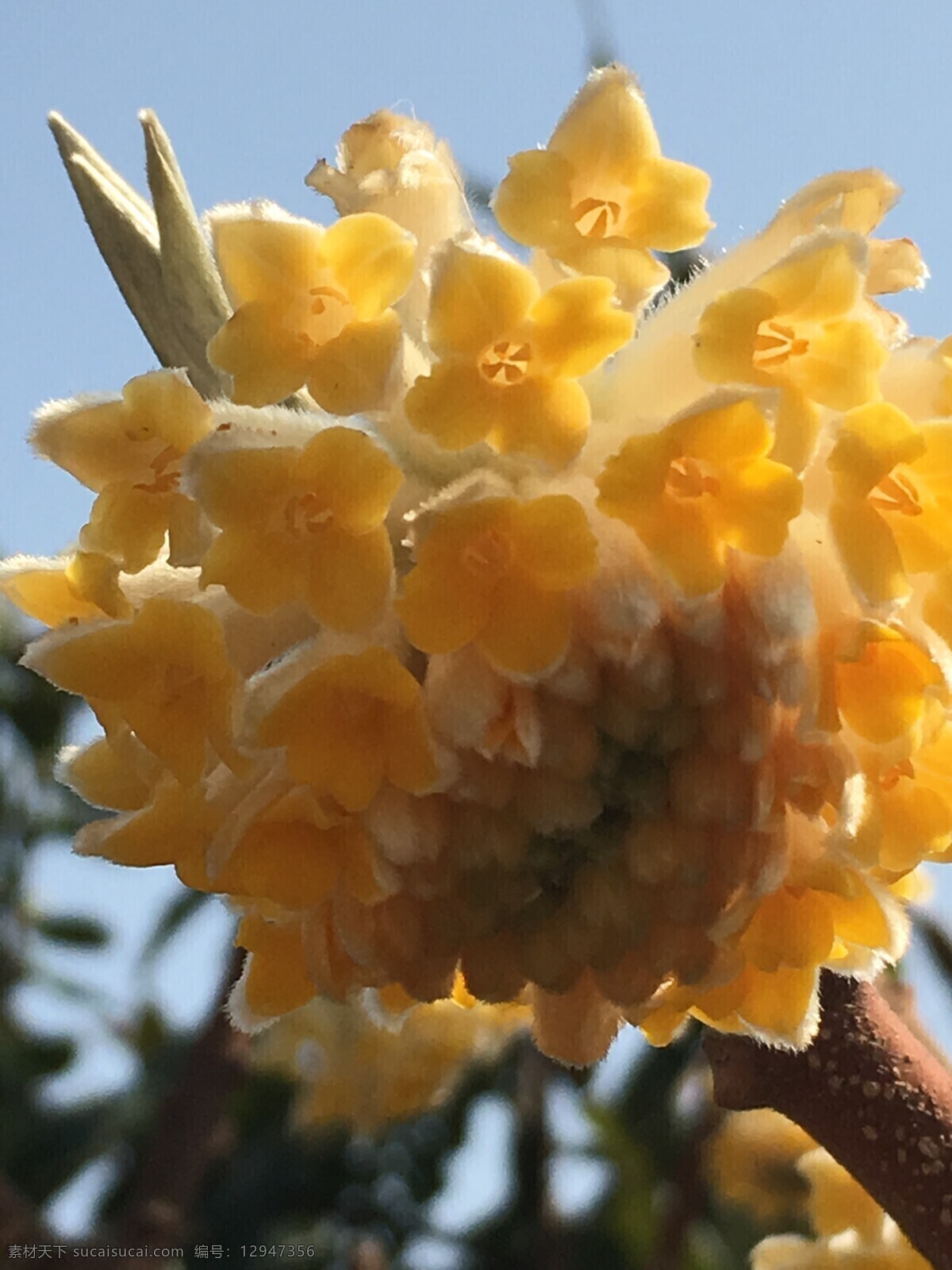 结香花 结香 花 黄色花 春天 植物 鲜花 生物世界 花草