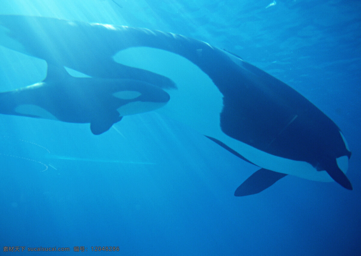 鲸鱼 动物世界 生物世界 海底生物 大海 水中生物