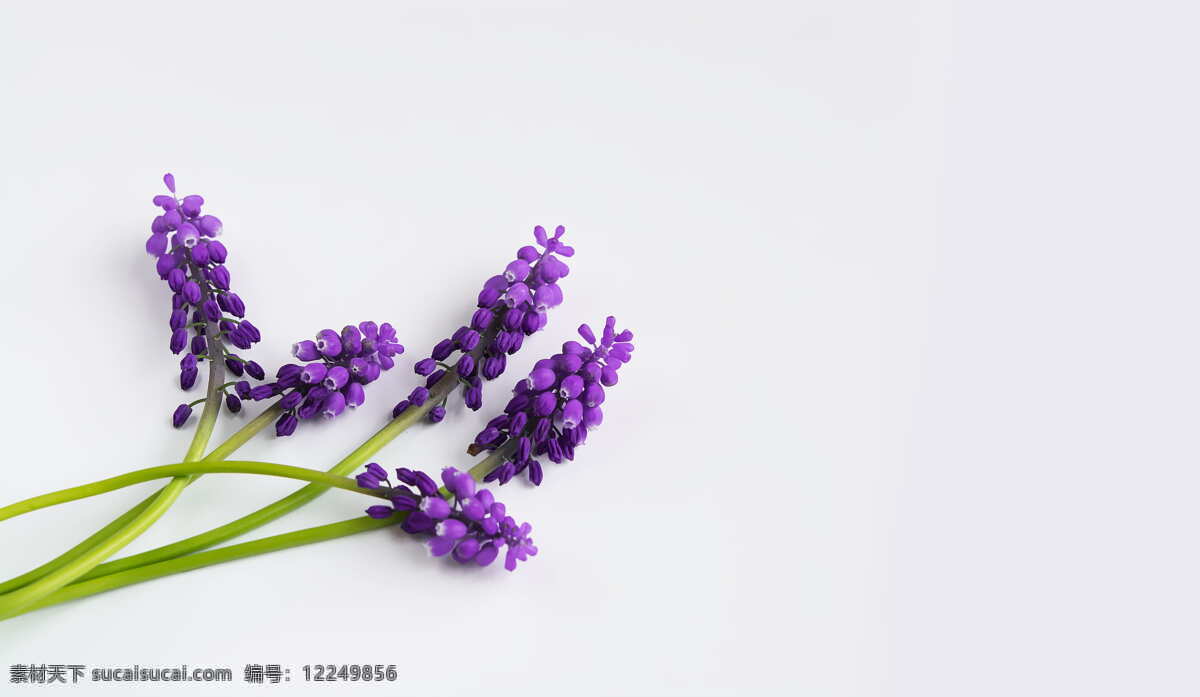 紫色 葡萄 风信子 花朵 花卉 植物 生物世界 花草