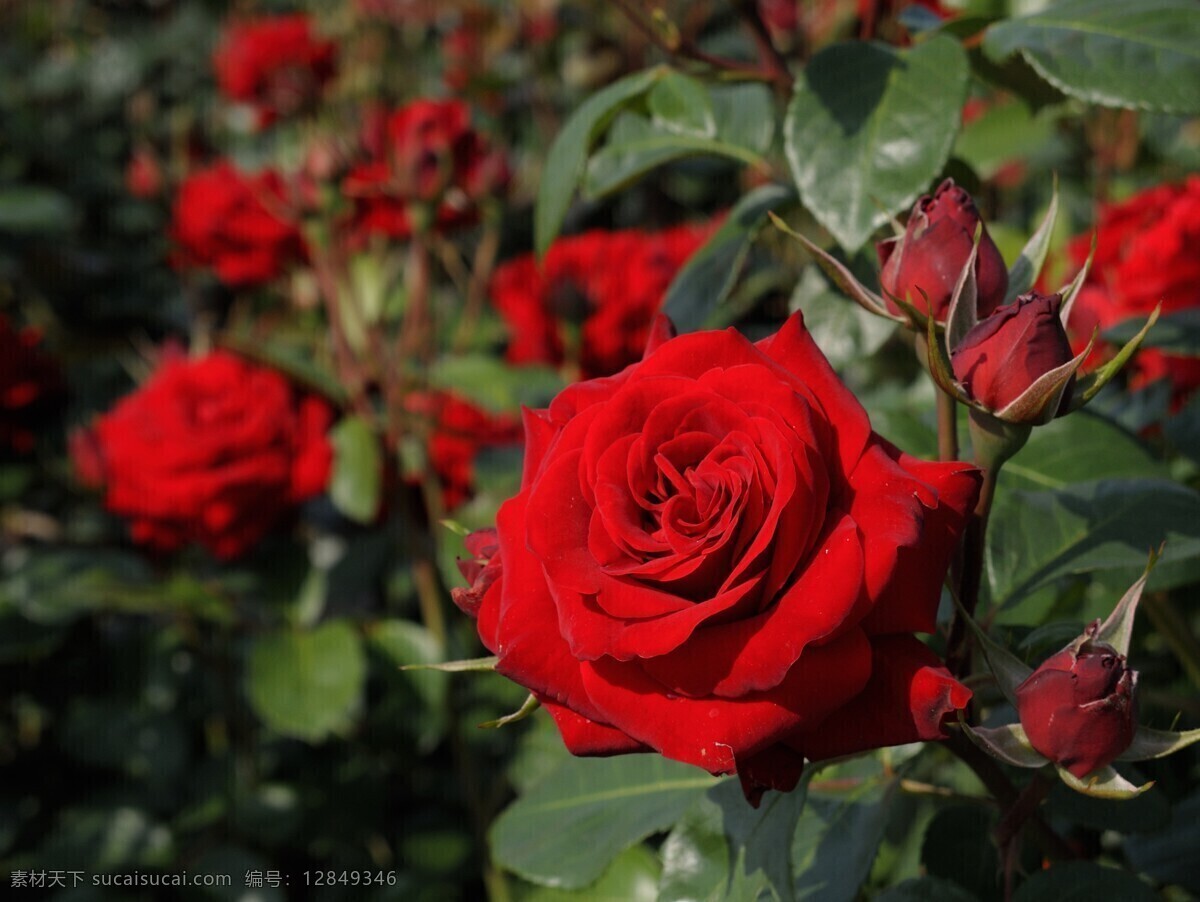 玫瑰花 红玫瑰 盛开的花 树枝上的花 花圃 花园 百花齐放 鲜花怒放 生物世界 花草