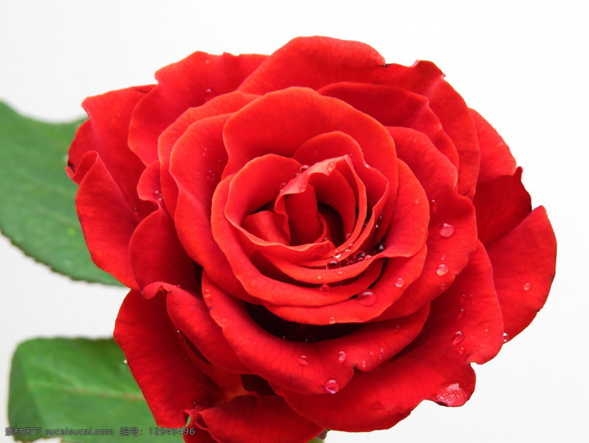 高清 鲜艳 红玫瑰 花 红花 红色 玫瑰花 鲜花 玫瑰