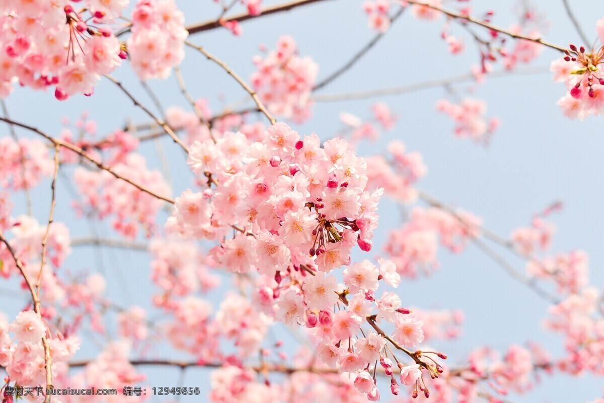 唯美 粉色 樱花 高清 特写 微距 花朵 鲜花 花卉