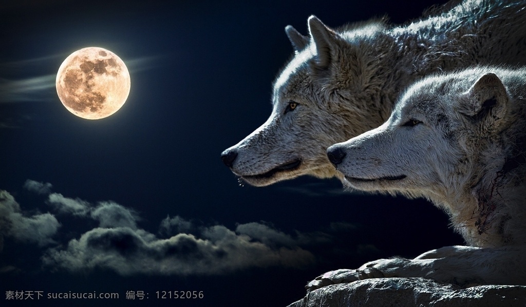 望月的狼群 月亮 狼群 孤傲 望月 凄冷 皎洁 月光 夜空 午夜 生物世界 野生动物