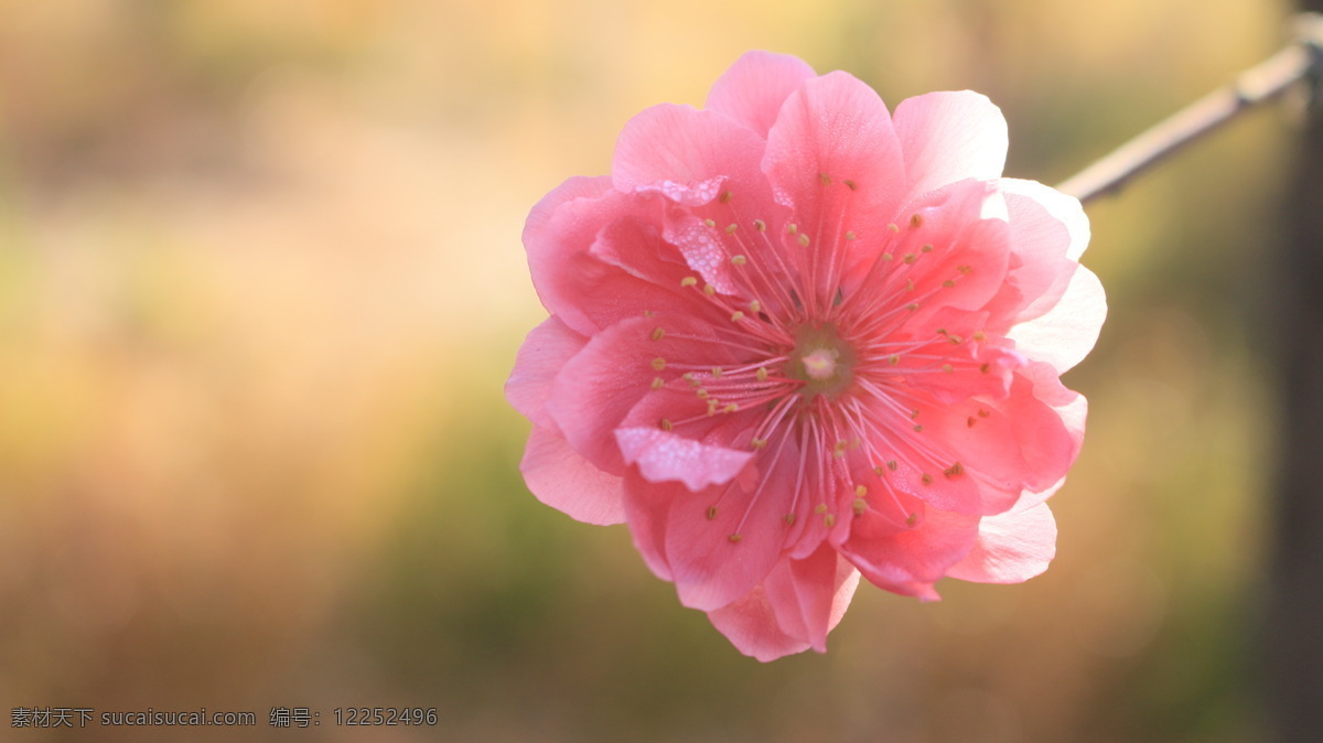 桃花 植物 桃红 春天 美丽 花朵 开花 鲜花 花草 花瓣 花蕊 桃花运 生物世界 黄色