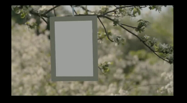 开 满 樱花 树上 悬挂 照片 视频 相册 ae 模板 ae模板 ae素材 ae下载 ae模板下载 aep 黑色