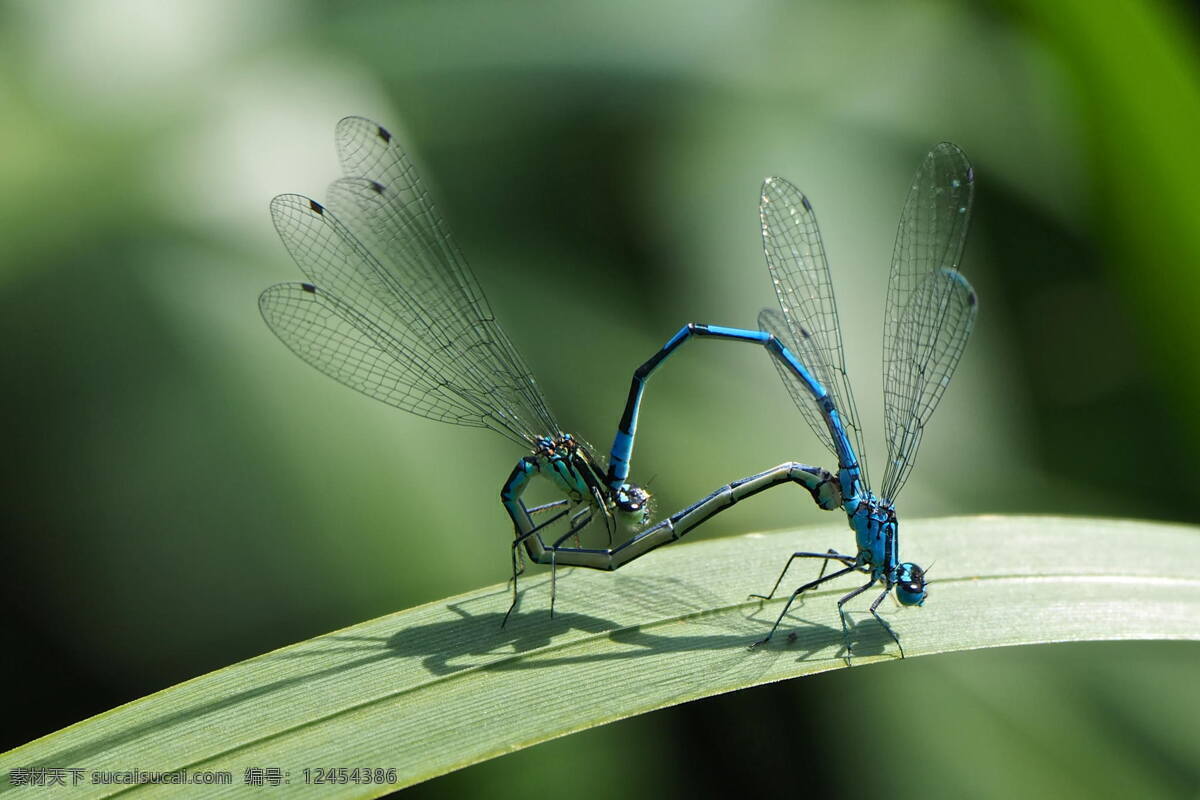 蜻蜓 昆虫 生物世界 交配 产卵 繁衍
