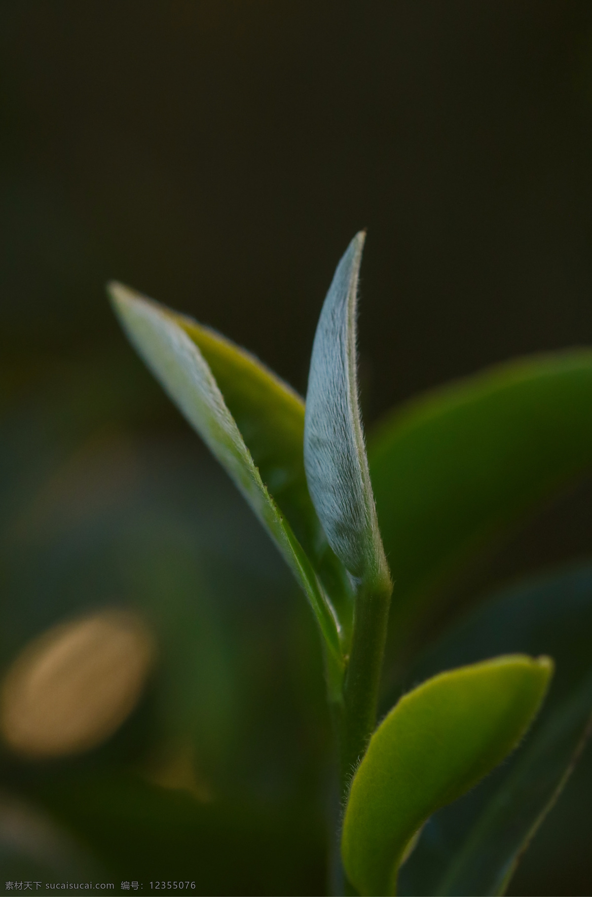 嫩茶 普洱茶 茶叶 光圈 绿色 健康 餐饮美食