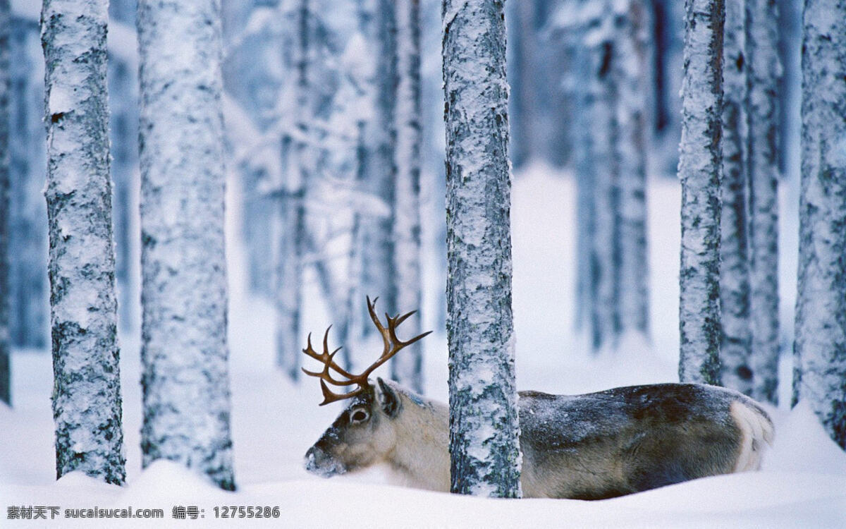 冬季 冬天 白雪皑皑 冰天雪地 寒冬 户外 树林 下雪 小鹿 雪景 雪堆 雪中动物 雄鹿 大雪覆盖 背景图片