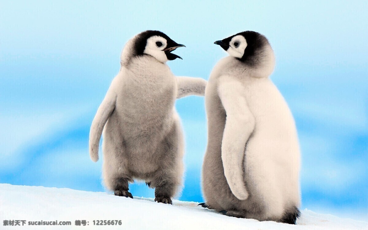 呆 萌 可爱 企鹅 高清 两只企鹅 蓝天 白雪 动物