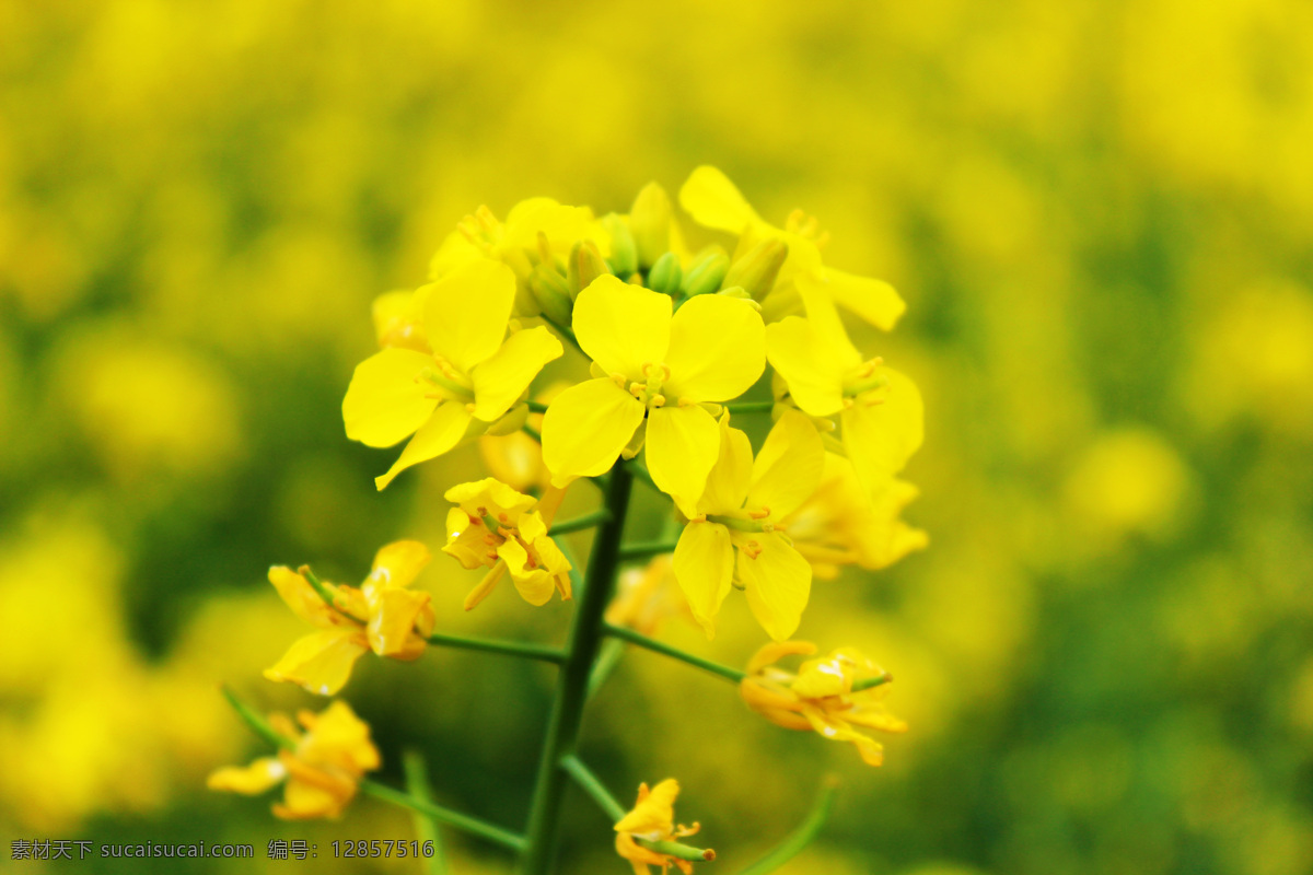 油菜花开 油菜花 开花 小花 黄花 黄色