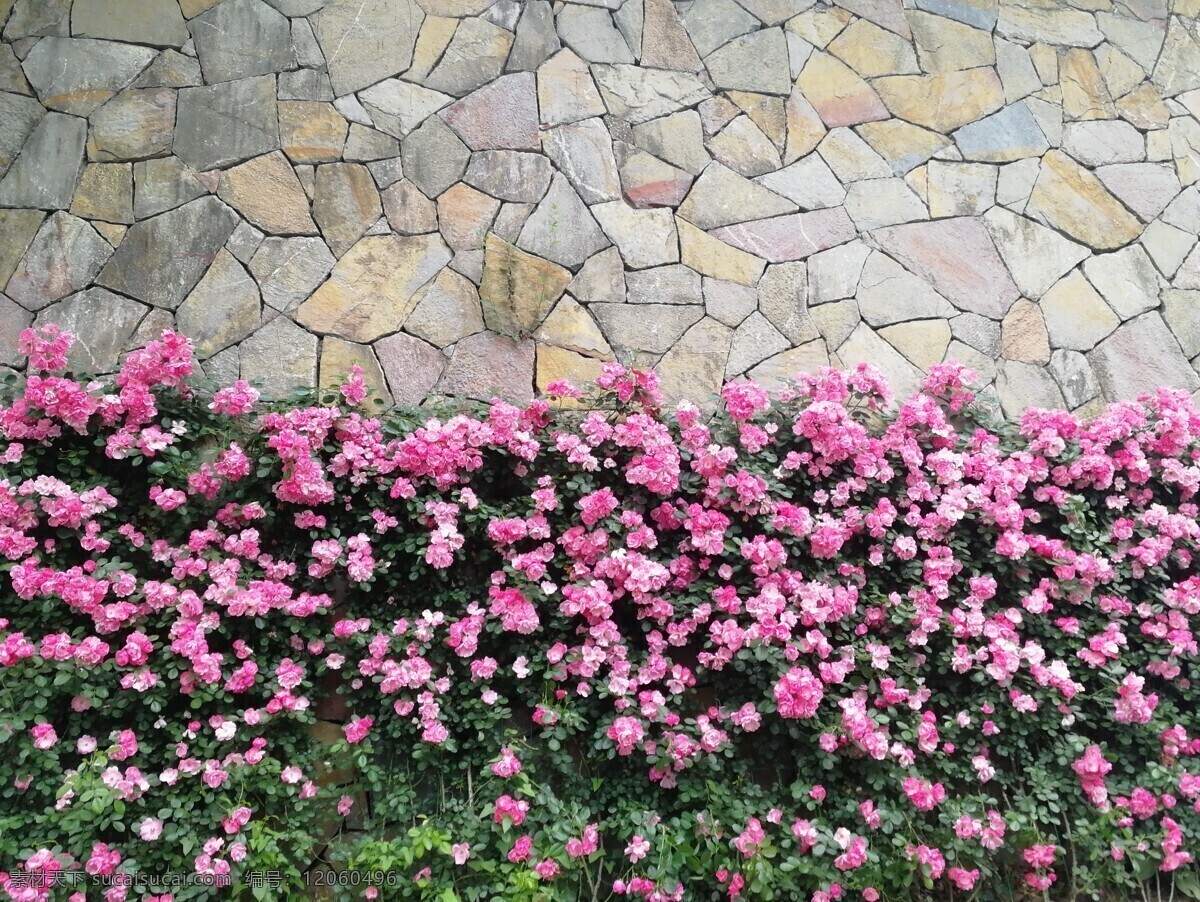 花 背景 对称 海报背景 摄影图片 花海 自然景观 自然风景