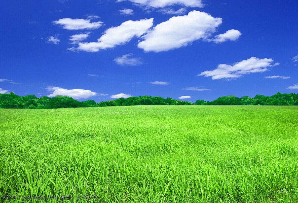 草地天空 蓝天草地 蓝天白云 绿树 草地 自然景观 自然风景 草地风景 一片草地 绿色 摄影图库