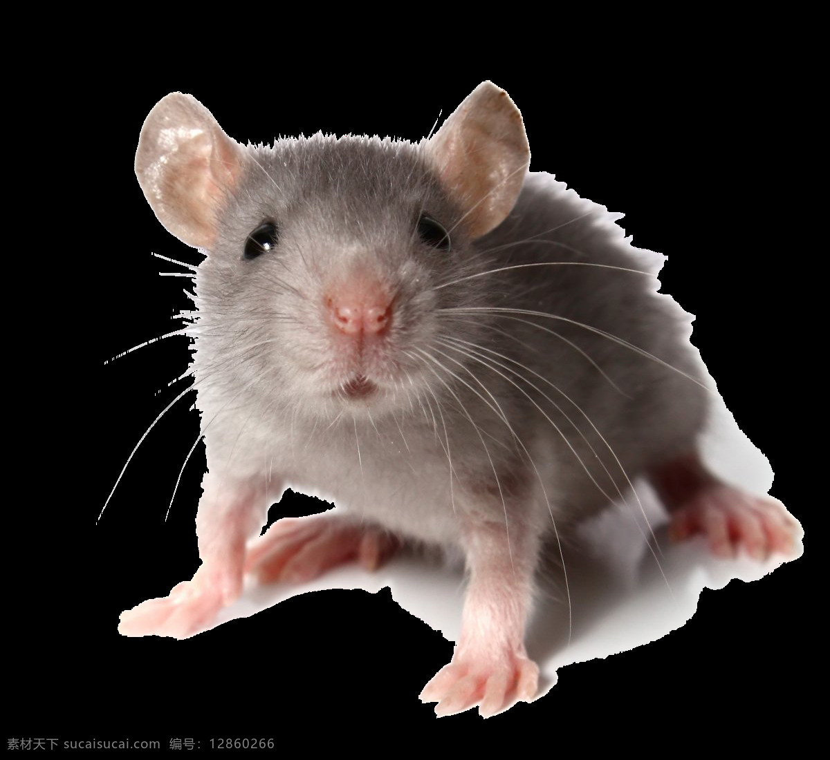 可爱 小 老鼠 免 抠 透明 图 层 变异老鼠 世界上的老鼠 巨型老鼠 可爱老鼠 简 笔画 大全 老鼠简笔画 彩色老鼠图片 老鼠图片大全 老鼠照片