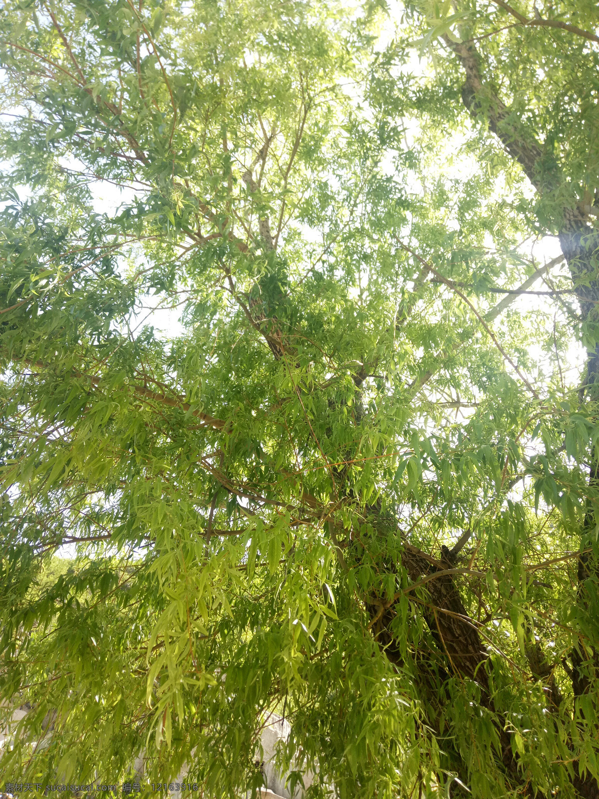 绿色垂柳 垂柳 绿色 细条 柳丝 绿柳 柳树 自然景观 自然风景