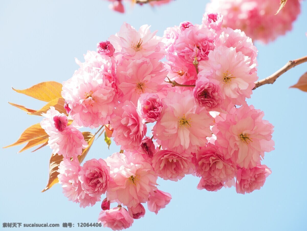 春季樱花图片 春季 花朵樱花 粉色 春天 自然景观 自然风景