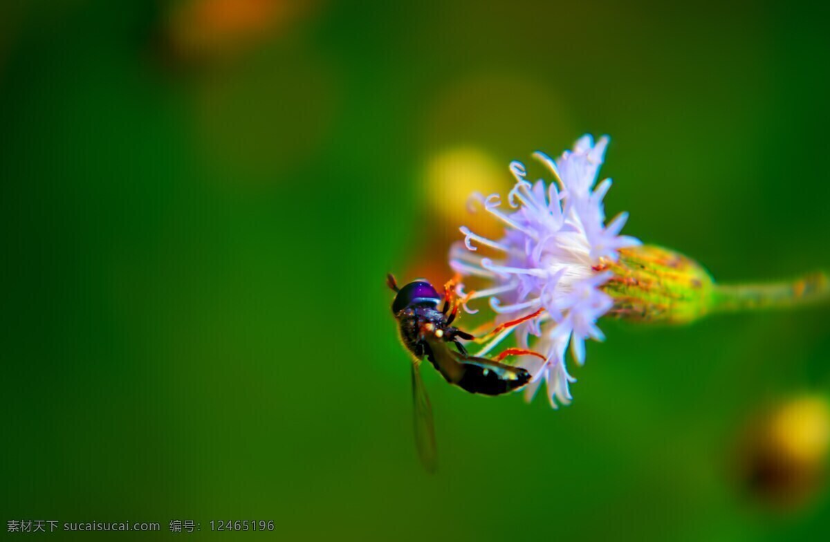蜜蜂 采 蜜 花朵 昆虫 蜜蜂采蜜 生物世界 野花 野蜂 采蜜