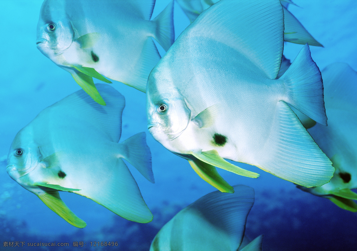 海底 鱼类 海底世界 海洋馆 海鱼 海水 深海 水族 鱼群 海洋生物 生物世界 美丽风景 高清图片 大海图片 风景图片