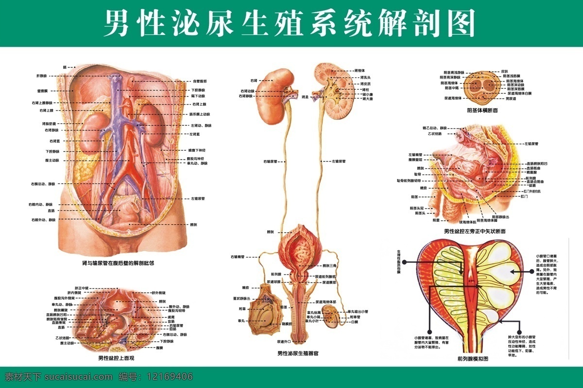 男性 泌尿 生殖 系统 图 男科 泌尿生殖 系统图 男性泌尿生殖 原创设计 原创展板