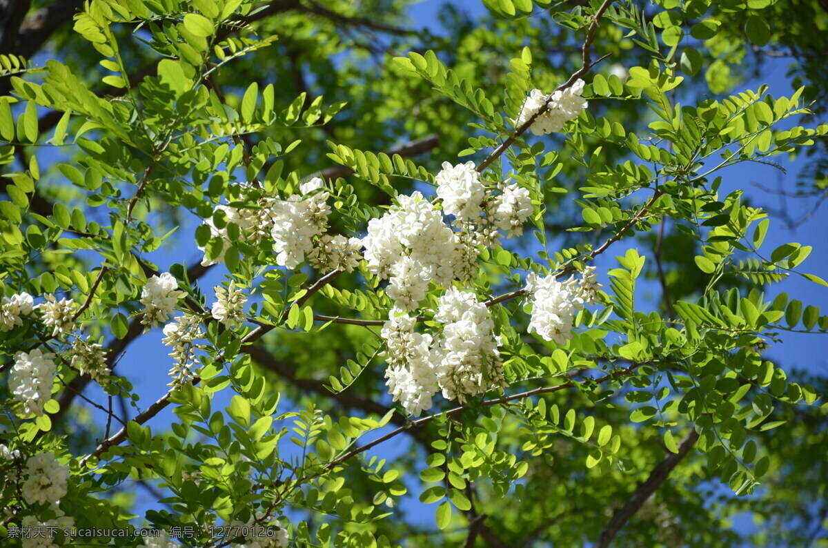 槐花 槐树 槐树林 槐花林 槐花节 生物世界 花草 绿色