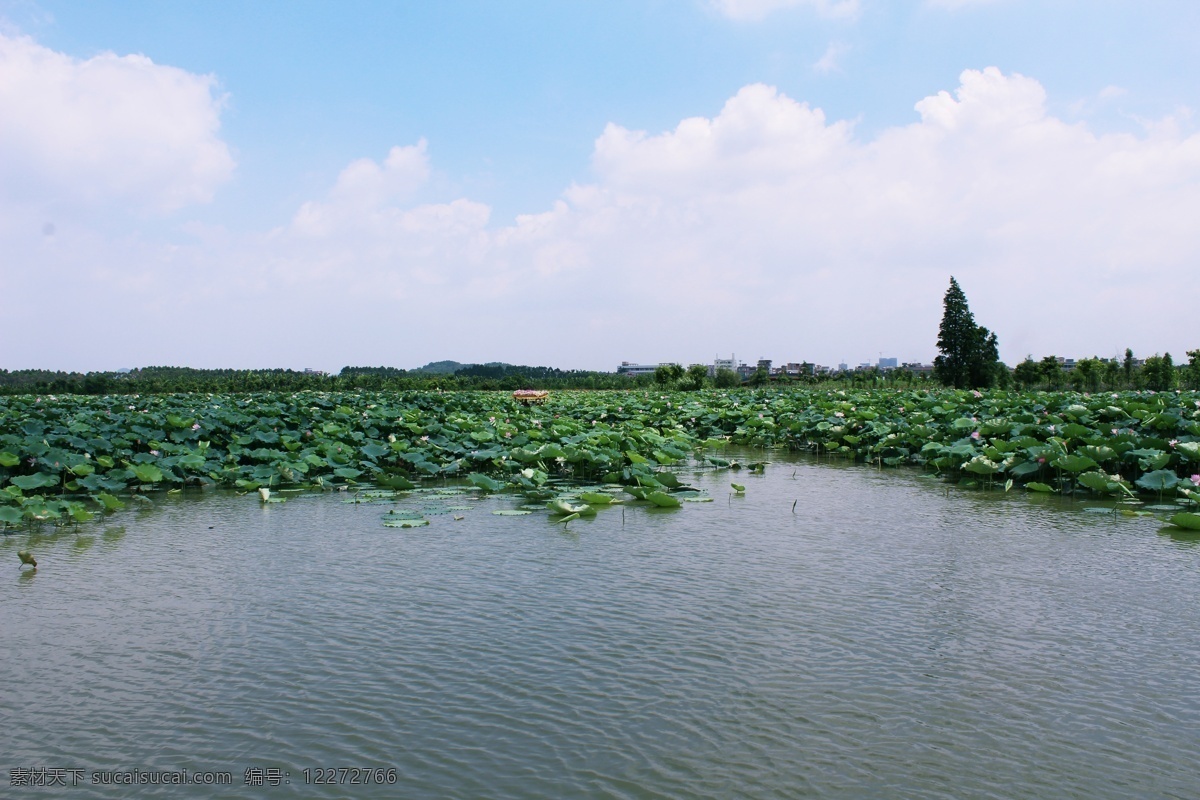 东莞 麻 涌 华阳 湖 湿地 公园 东莞麻涌 麻涌华阳湖 湿地公园 荷花 河水 花 荷叶 旅游摄影 国内旅游