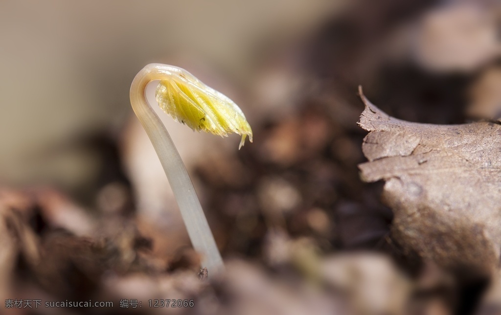 幼苗图片 麦芽 豆芽 发芽 种子发芽 嫩芽 胚芽 种子生长 种子生命力 生命力 植物 土壤 根茎 绿植 农场 植被 庄稼 根须 种子绿叶 绿苗 苗 禾苗 苗子 旺盛 自然力 自然 植物生长 植物发芽 破土而出 破土 芽孢 绿色生命 单叶 双叶 多叶 树苗 手捧植物 浇水 绿芽 新苗 小苗 新鲜 园艺 芽 绿芽嫩芽 生物世界 花草